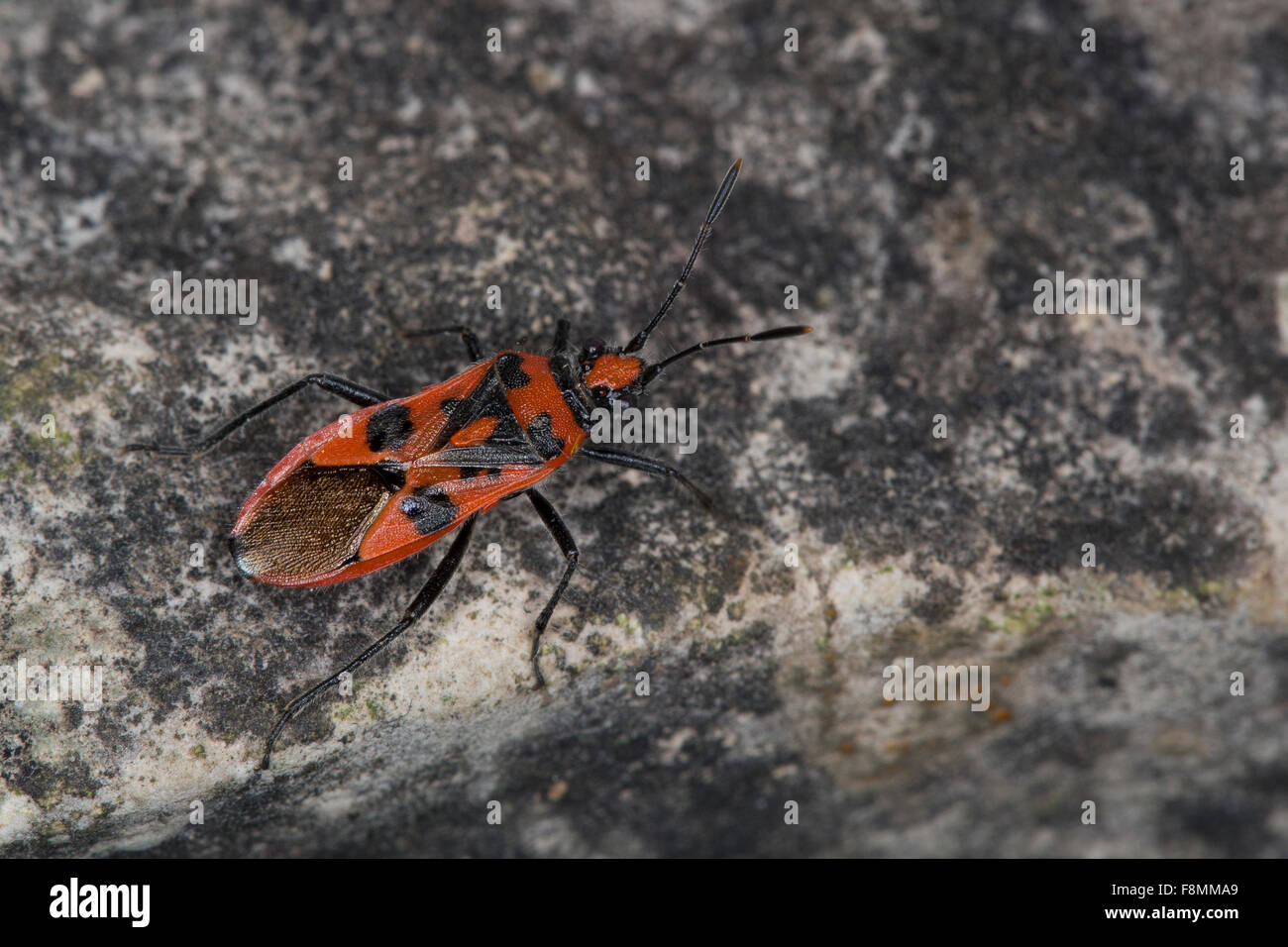 Noir et rouge Squash Bug, bug, cannelle, Zimtwanze Zimt-Wanze Glasflügel-Wanze, Corizus hyoscyami,, Glasflügelwanze Banque D'Images