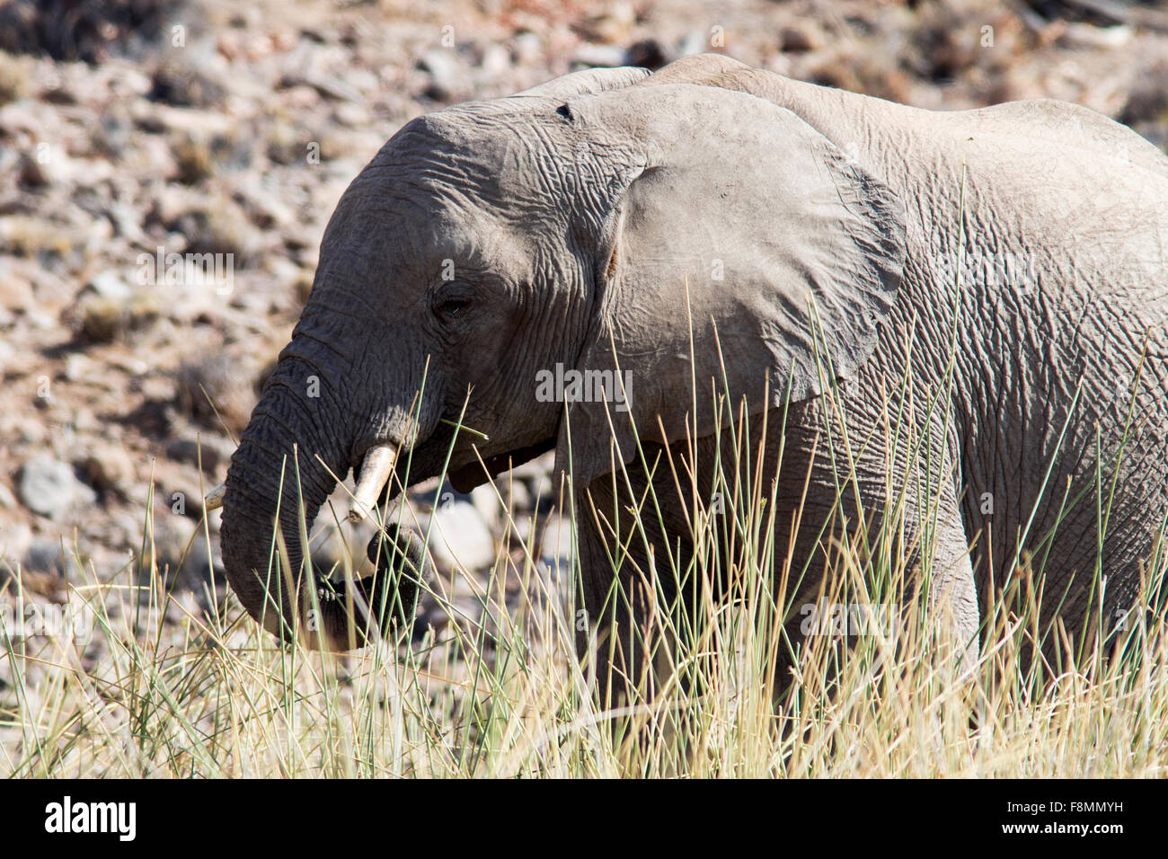 L'éléphant africain (Loxodonta africana) - Desert Rhino camp - Damaraland, Namibie, Afrique Banque D'Images