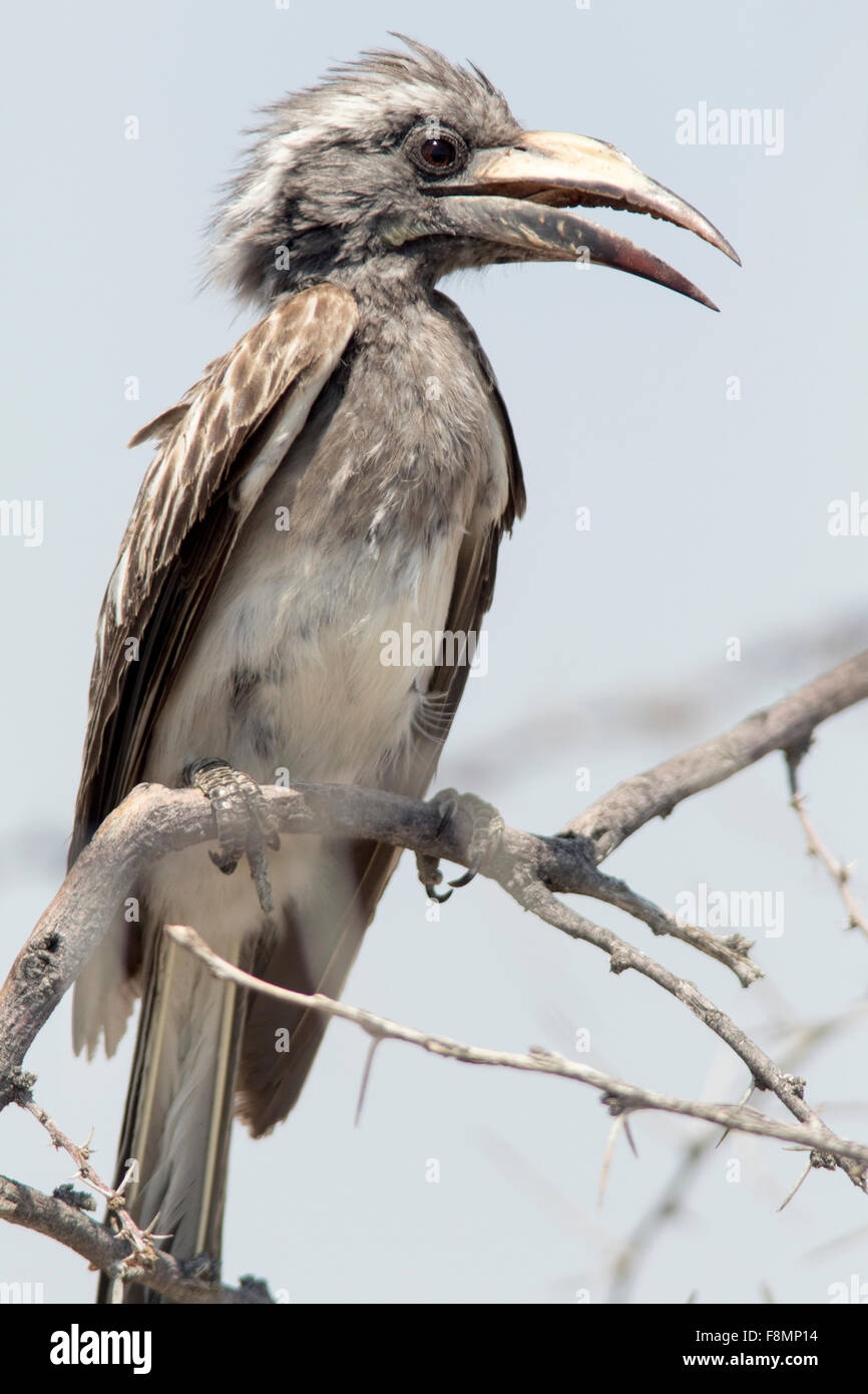 Gris d'Afrique pour mineurs (Tockus nasutus calao) - Etosha National Park, Namibie, Afrique Banque D'Images