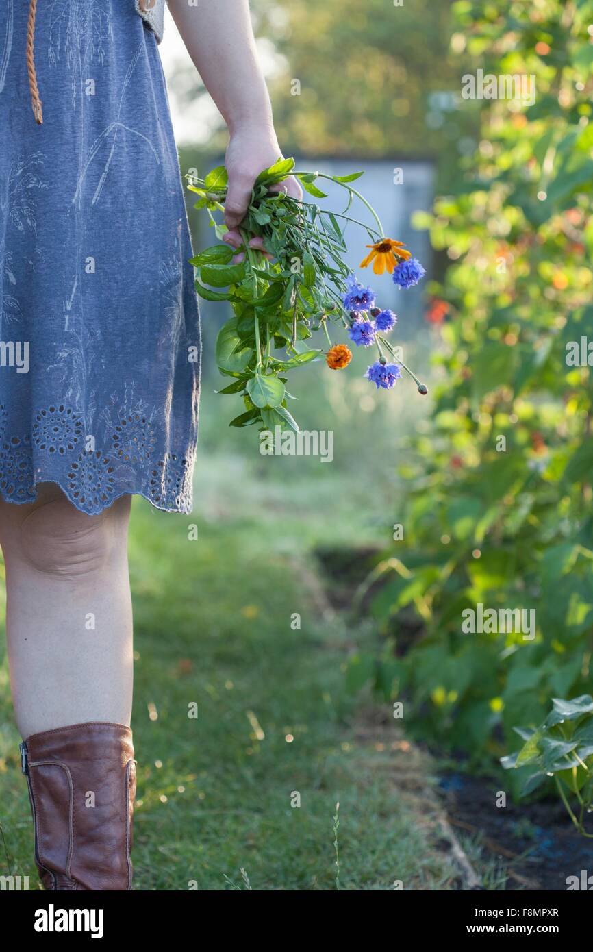 Young woman standing in garden, tenant des fleurs sauvages, mid section Banque D'Images Young woman standing in garden, tenant des fleurs sauvages, mid section Banque D'Images