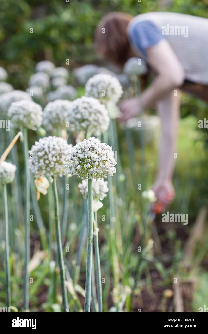 Femme mature, à l'extérieur, le jardinage, l'accent sur les fleurs en premier plan Banque D'Images Femme mature, à l'extérieur, le jardinage, l'accent sur les fleurs en premier plan Banque D'Images