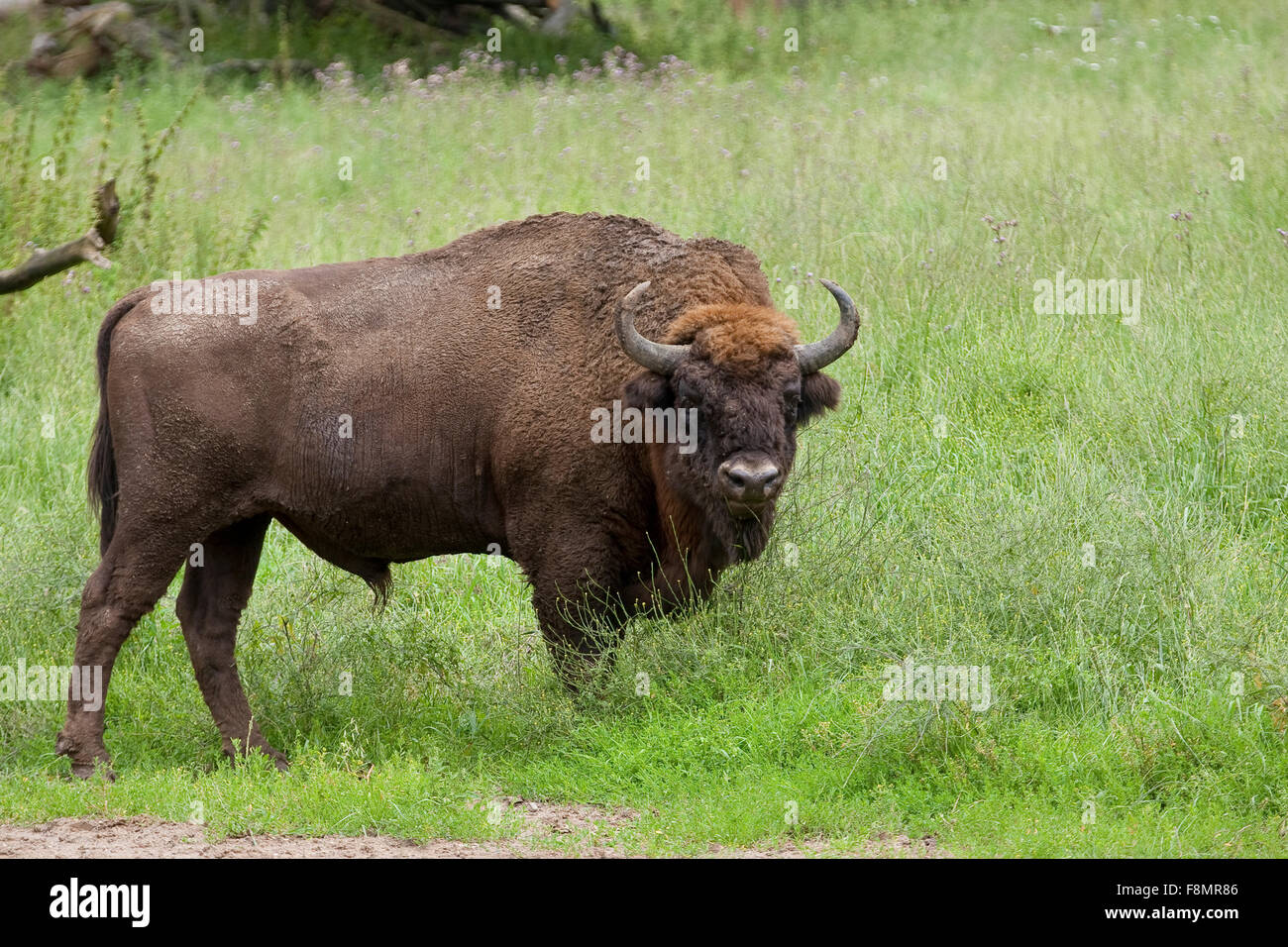 Bison d'Europe, bison, bison des bois européen, homme, Bison, Männchen, Bulle, Europäisches bison, Bison bonasus, Wildrind Banque D'Images