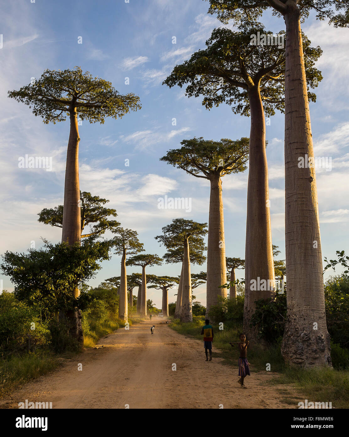 Avenue des Baobabs, Morondava. Madagascar occidental. Banque D'Images