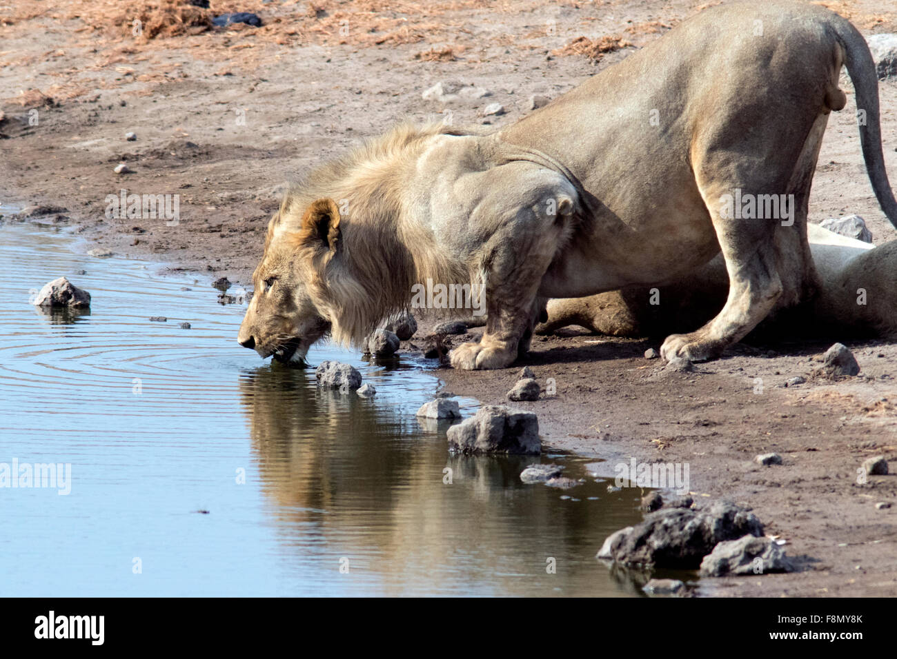 L'African Lion (Panthera leo) boire à Chudop Waterhole - Etosha National Park, Namibie, Afrique Banque D'Images