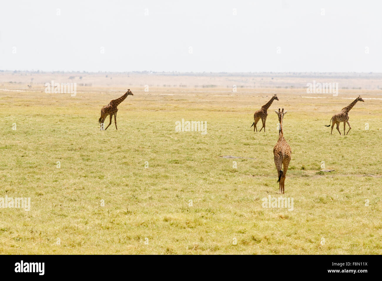 Quatre girafes Banque D'Images