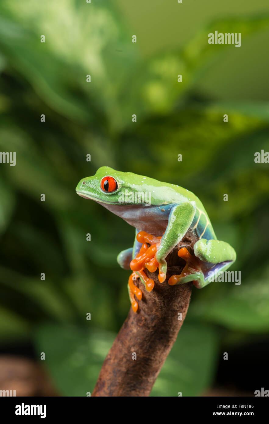 Red-Eyed Tree Frog (agalychnis callidryas). Studio, contrôlé Banque D'Images