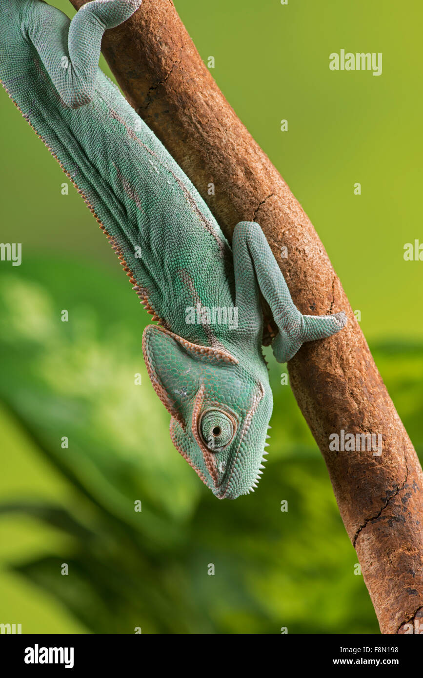 (Voilées ou au Yémen) (Chamaeleo calyptratus Caméléon). Studio, contrôlé Banque D'Images