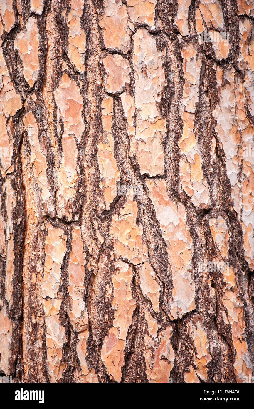 Close up de l'écorce des arbres et les rainures de texture Banque D'Images