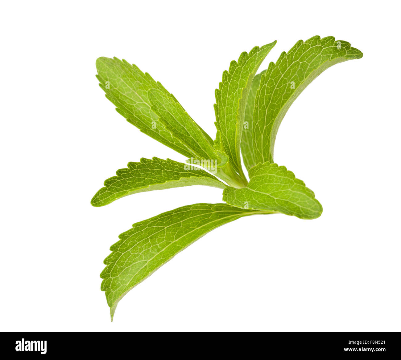 Les feuilles de stevia rebaudiana isolated on white Banque D'Images
