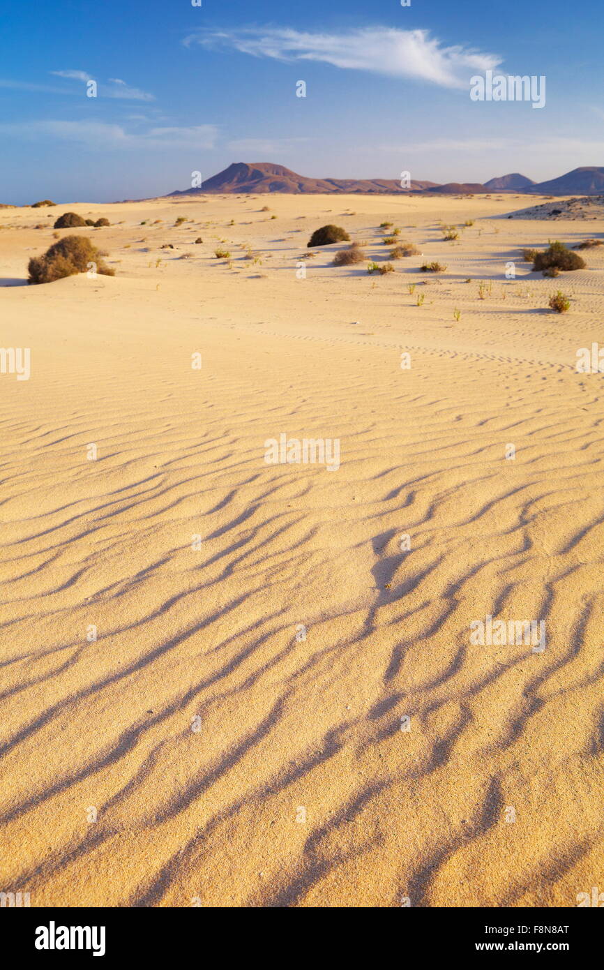 L'île de Fuerteventura, Les dunes de sable dans le parc naturel de Corralejo, Îles Canaries, Espagne Banque D'Images