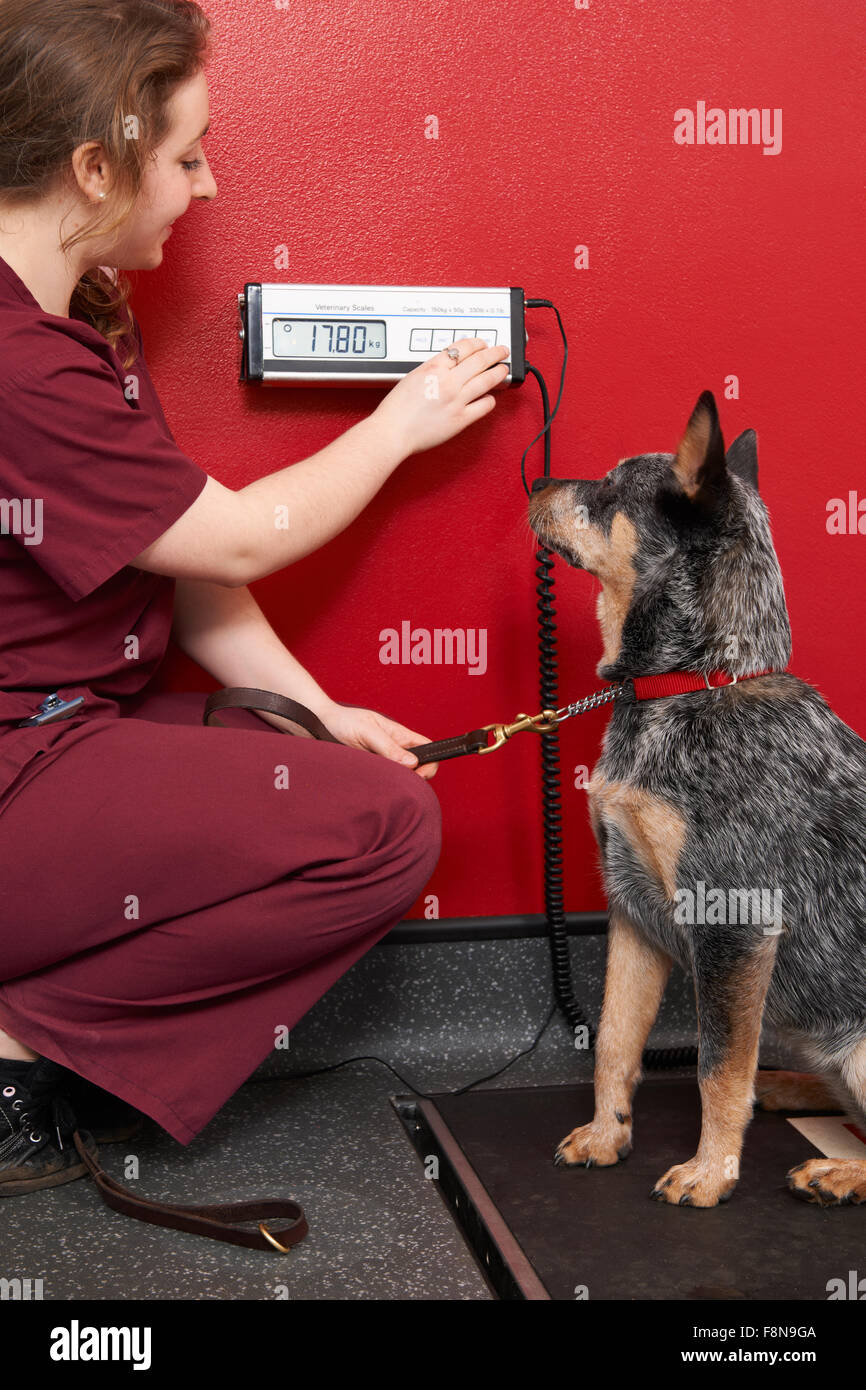 Infirmière vétérinaire chien pesant en chirurgie Banque D'Images