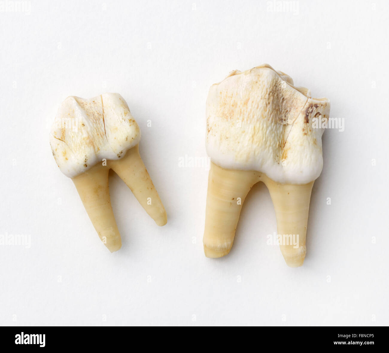 Carnassial dents d'un lion, le P. leo, avec des racines Banque D'Images