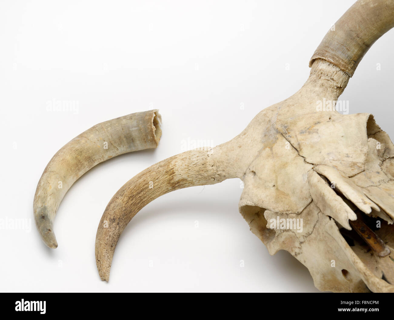 Crâne de bovins avec la gaine de kératine (corne) retiré de l'os sous-jacent Banque D'Images