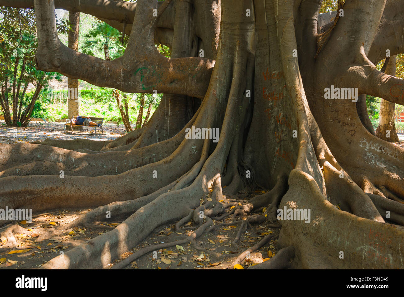 Banyan Tree, vue sur un immense banyan Tree dans la Villa Bellini, le plus grand parc et jardin de Catane. Banque D'Images