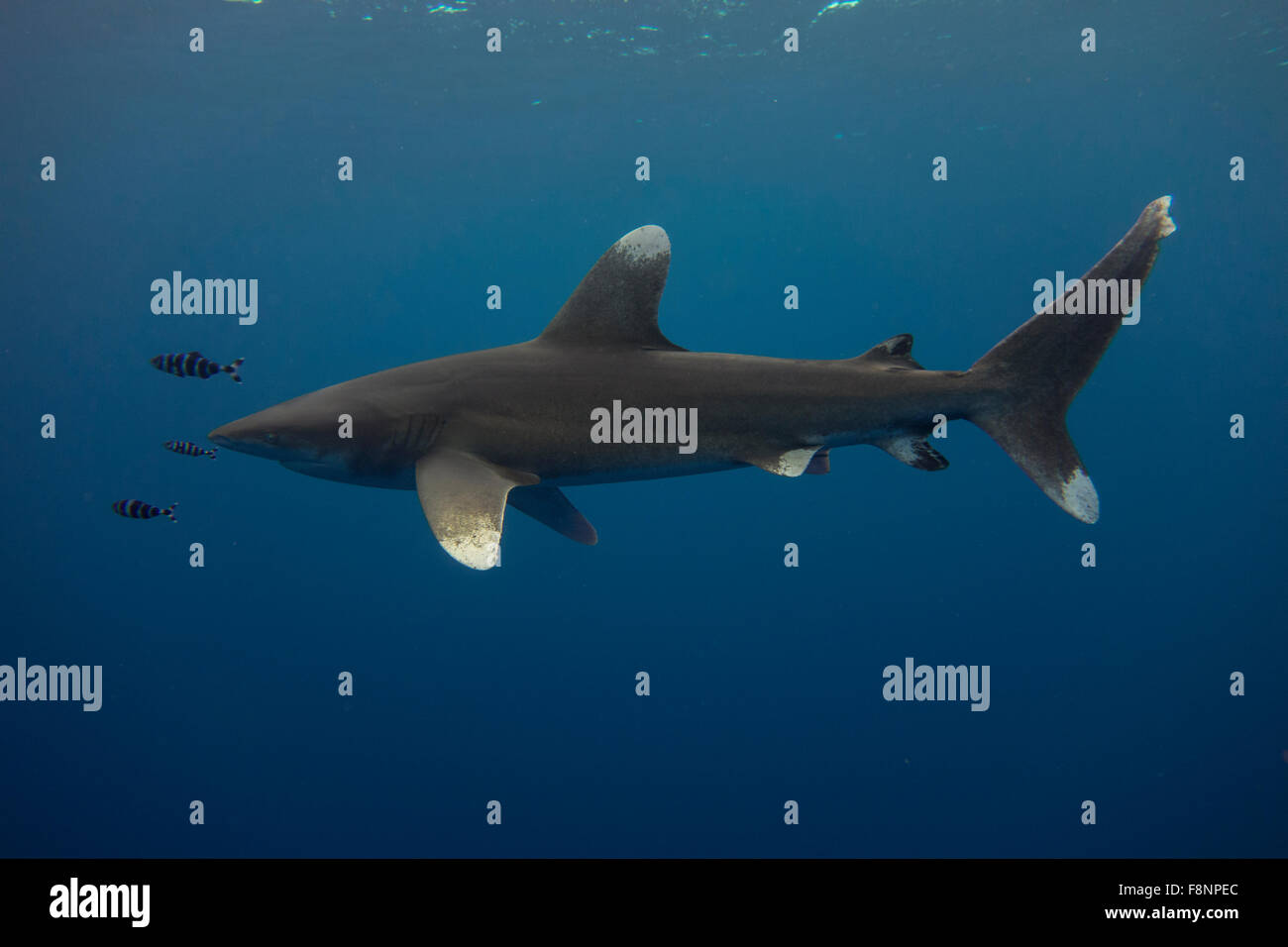 Requin océanique, Carcharhinus longimanus, d Elphinestone, Mer Rouge, Egypte. Banque D'Images