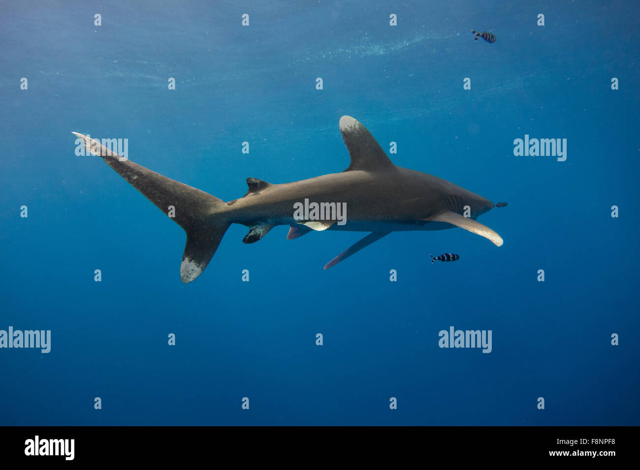 Requin océanique, Carcharhinus longimanus, d Elphinestone, Mer Rouge, Egypte. Banque D'Images