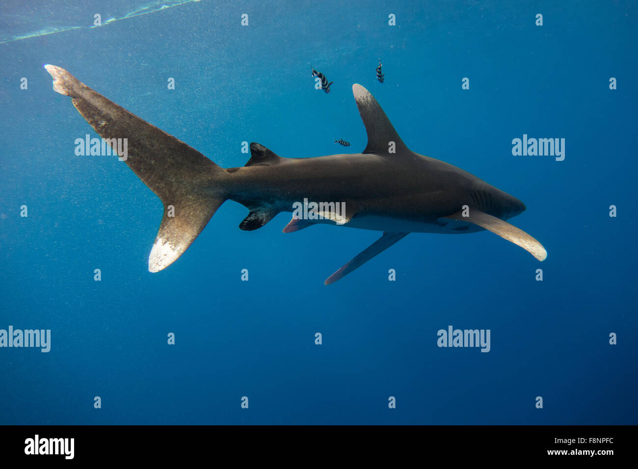 Requin océanique, Carcharhinus longimanus, d Elphinestone, Mer Rouge, Egypte. Banque D'Images