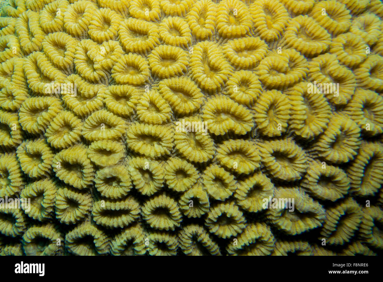Également appelé corail nid d'étoiles plus coral, Favites abdita, du sud de la mer Rouge, Marsa Alam, Egypte. Banque D'Images