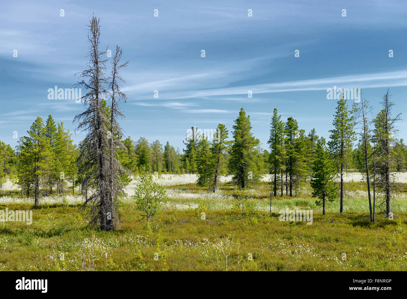 Paysage d'été de fleurs de coton de l' Banque D'Images