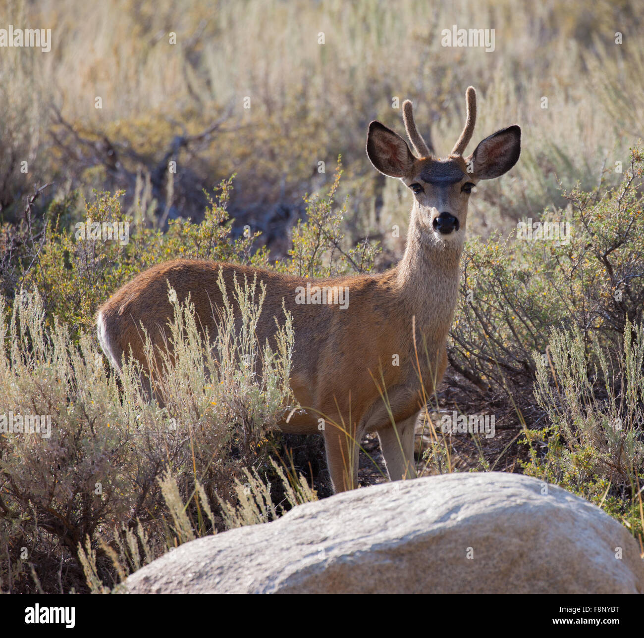Young Buck le Cerf mulet (Odocoileus hemionus) dans la partie Est de la Sierra high desert de Californie Banque D'Images