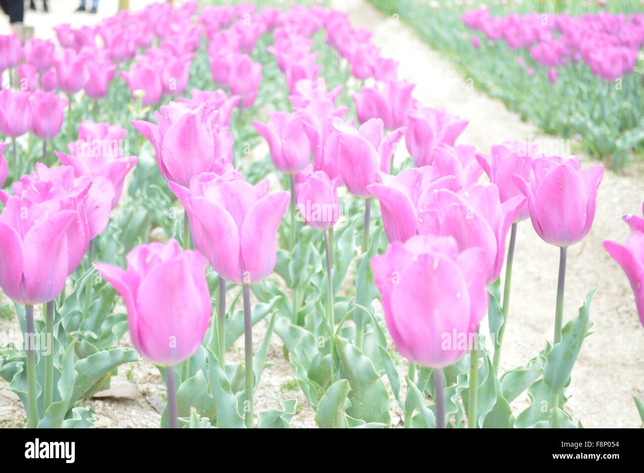 Tulip garden rose , fleur tulipe rouge et blanc Lignes dans Osaka