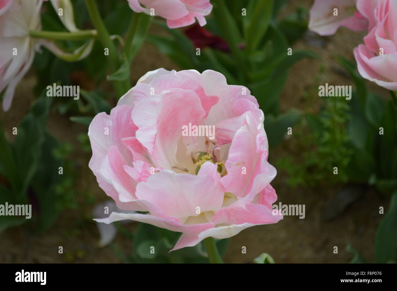 Tulip garden rose , fleur tulipe rouge et blanc Lignes dans Osaka