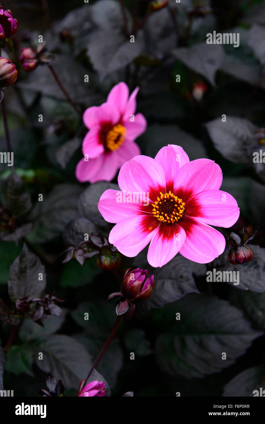 Dahlia heureux seul HS wink rose fleur fleurs dahlias fleur dahlia tubercule vivace plante tubéreuse Floral RM Banque D'Images