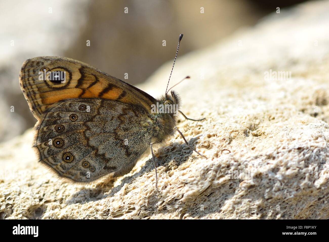 Le mur (Lasiommata megera papillon). Un Nymphalid (famille Nymphalidae) avec des ailes de papillon fermé et dessous visible Banque D'Images