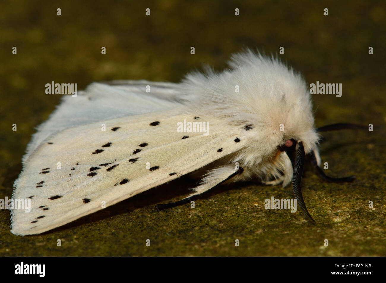 (Spilosoma lubricipeda hermine blanche) au repos Banque D'Images