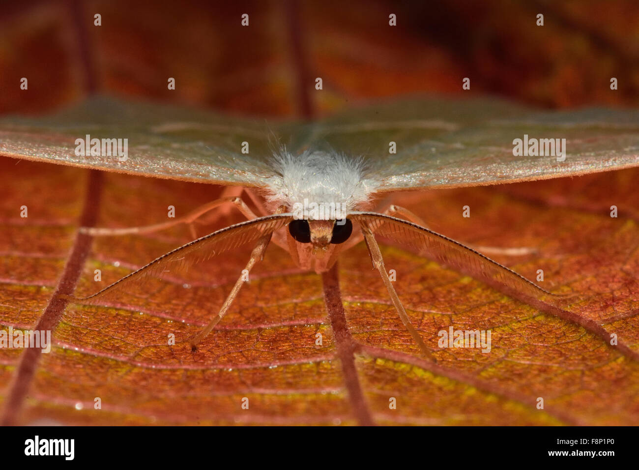 Light emerald (Campaea margaritata) mâle Banque D'Images