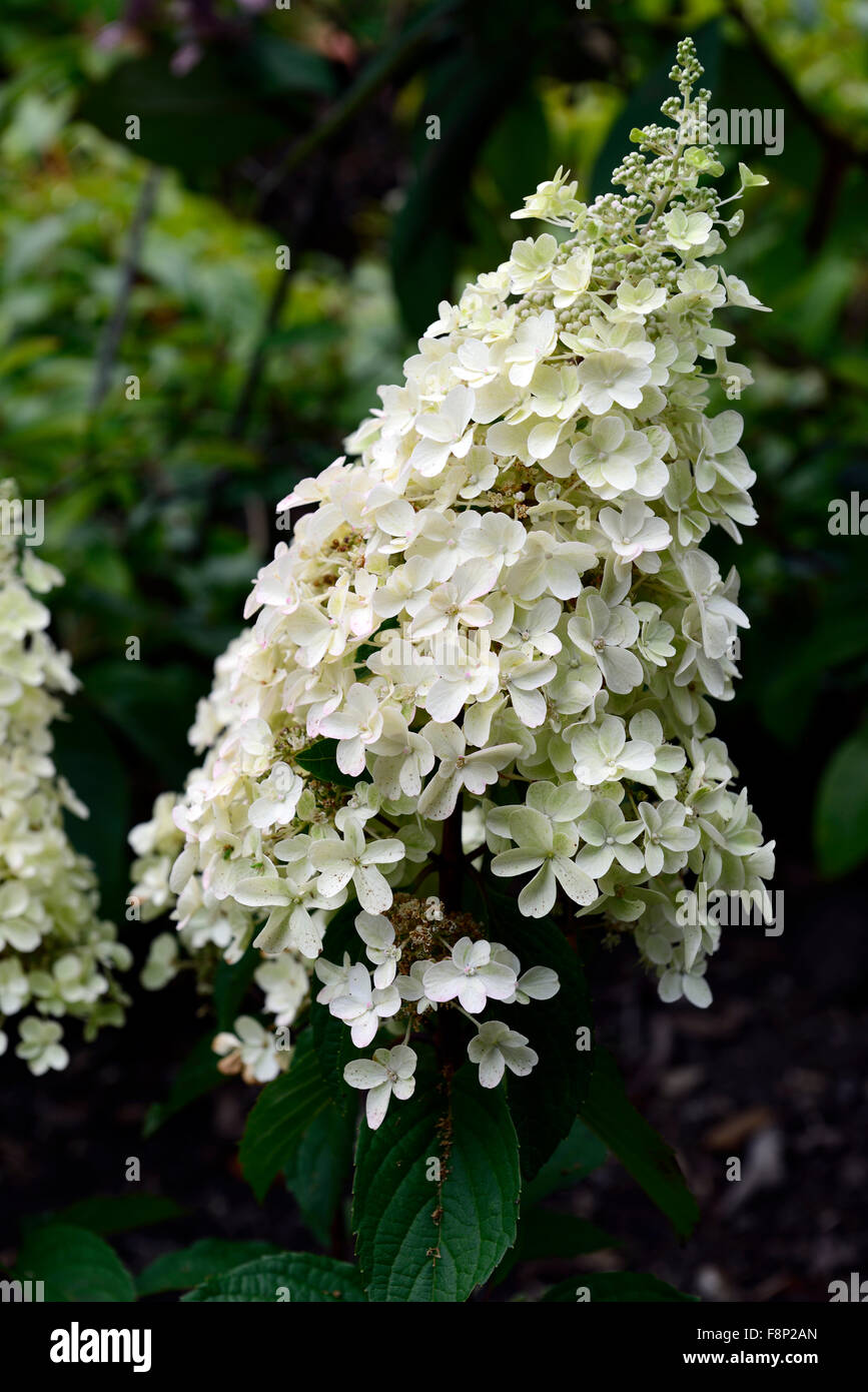 Hydrangea paniculata limelight floraison fleurs blanches fleurs jardin ombragé à l'ombre de l'ombre Floral RM jardinage Banque D'Images