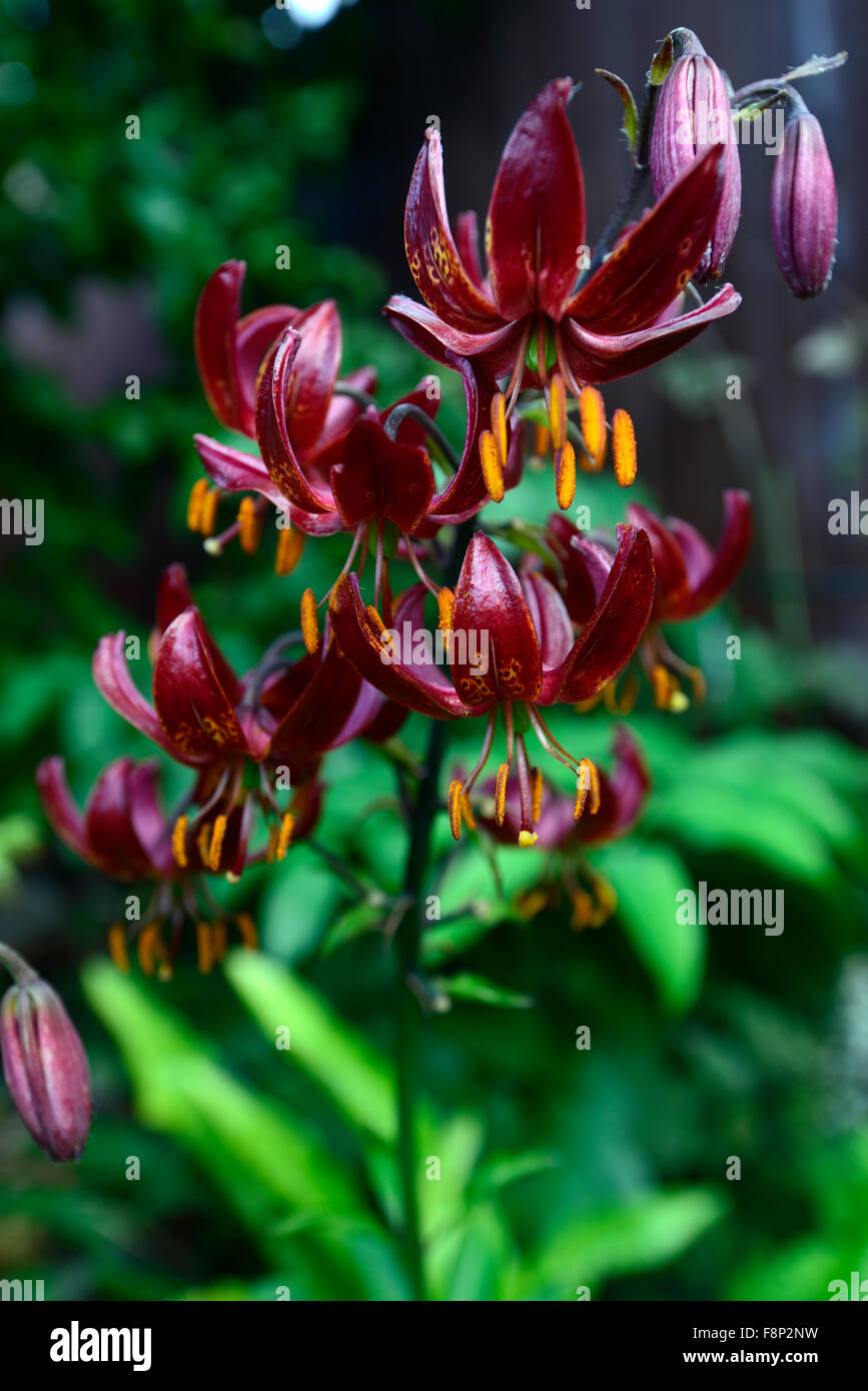 Lilium martagon claude shride fleur fleurs rouge foncé libre selective focus portraits de plantes florales RM lily lys Banque D'Images