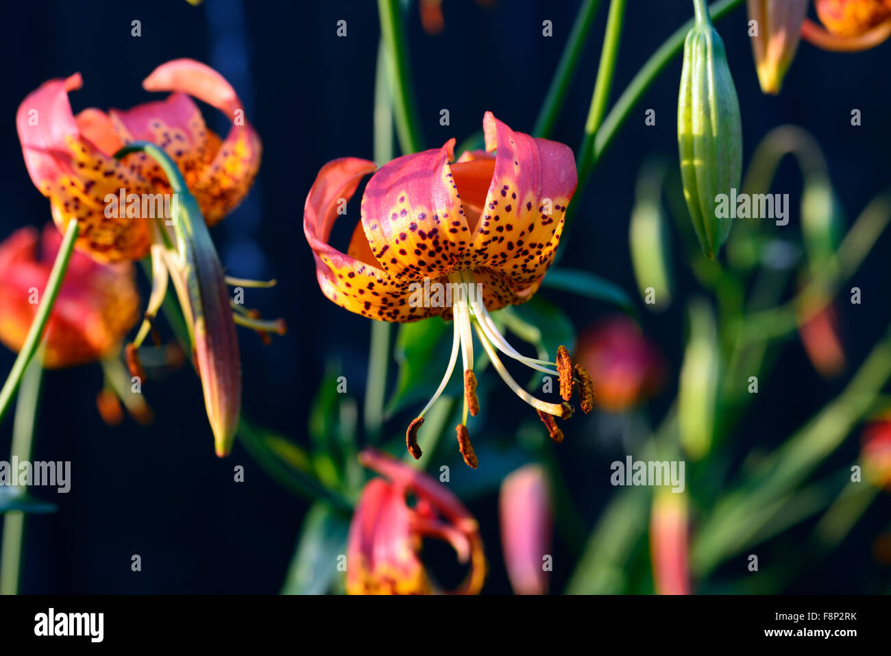 Lilium pardalinum Leopard lys lys orange rouge fleur fleurs vivaces spots spot repéré Floral RM Banque D'Images