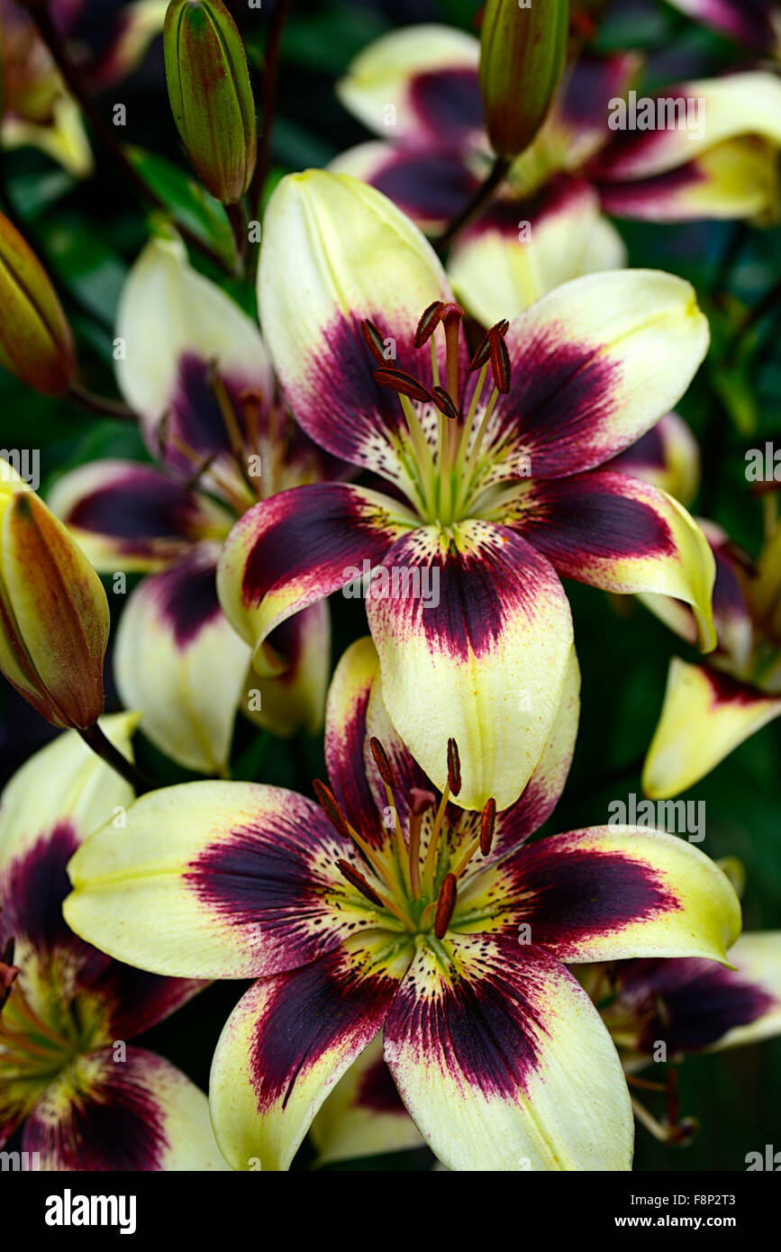 Lily asiatiques Patricia's Pride lilium syn fleurs purple rain face vers le haut violet blanc bourgogne floraison de fleurs fleurs Banque D'Images