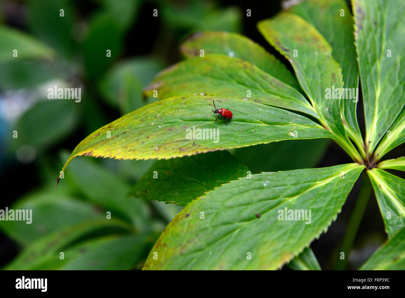 Red lily beetle Lilioceris lilii debout stand vert feuilles feuillage le jardin de lys détruire voir facile trouver place Floral RM Banque D'Images