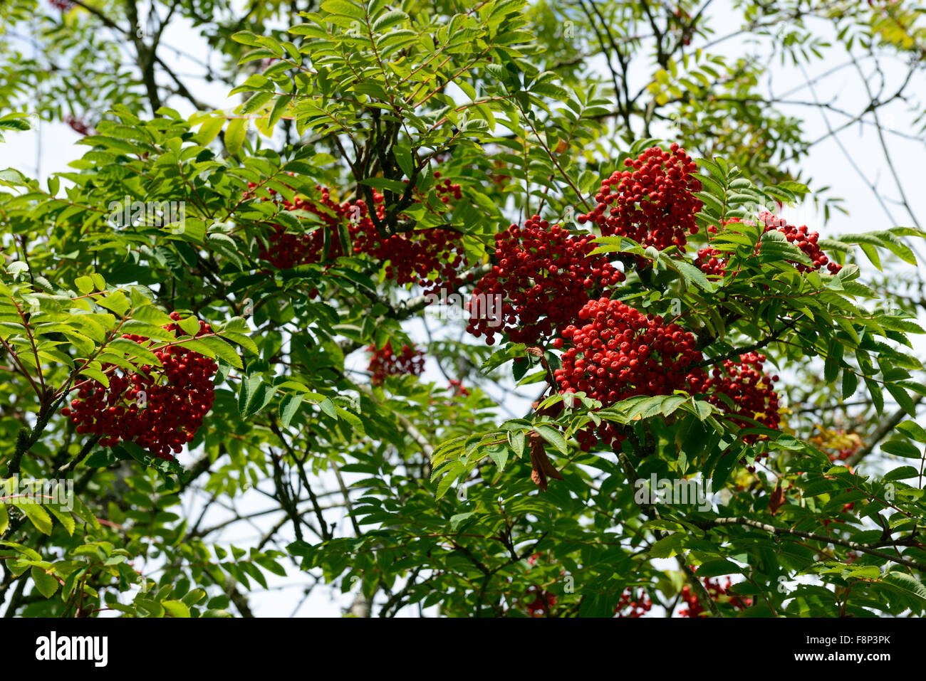 Sorbus decora Belmont Park red berries mountain ash cendres rowan arbre arbres fleurs ornementales RM Banque D'Images