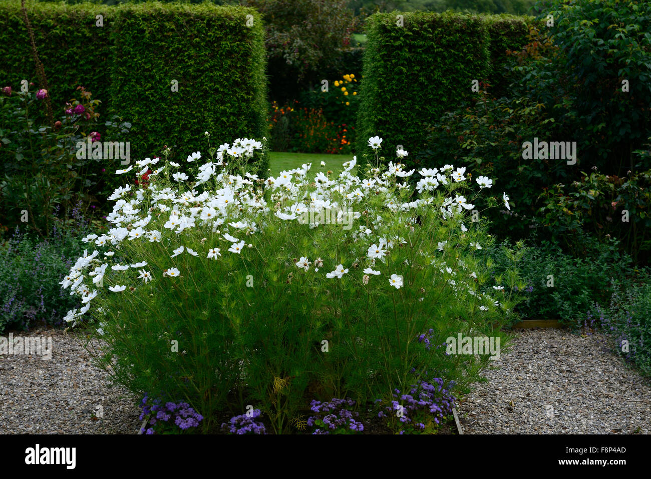 Blanc cosmos bipinnatus fleurs annuelles jardin design RM Floral Banque D'Images