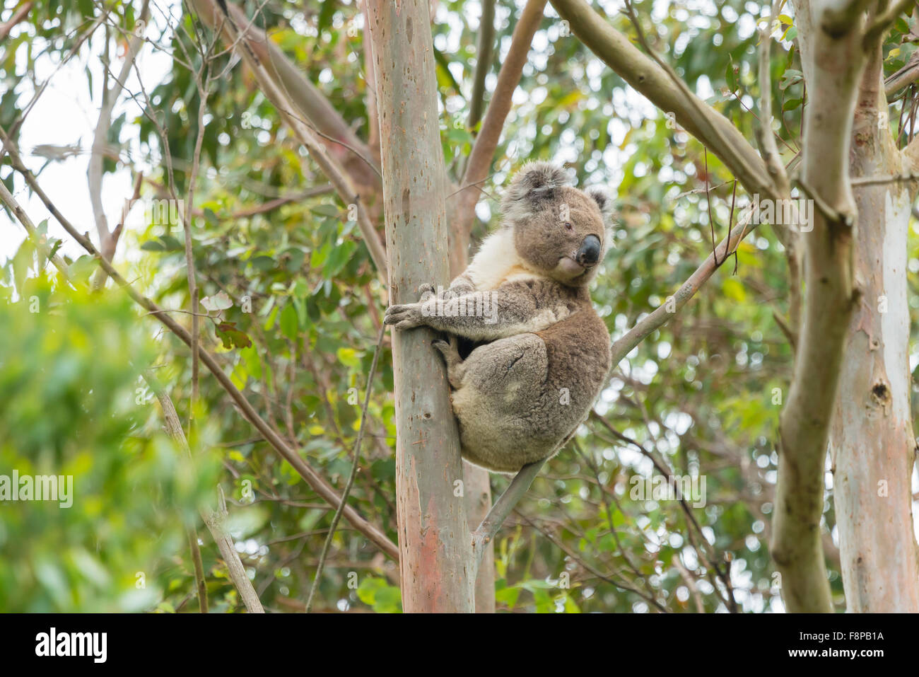 Koala sur un eucalyptus Banque D'Images