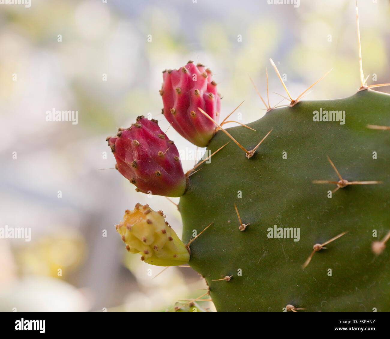 Texas cactus (Opuntia engelmannii) fruits indigènes au sud-ouest de l'Allemagne et le Mexique Banque D'Images