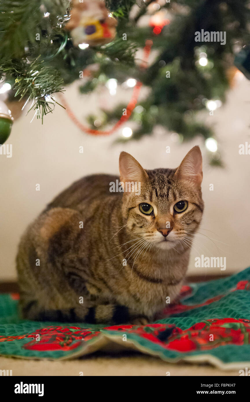 Un chat est assis attentivement sous un arbre de Noël Banque D'Images