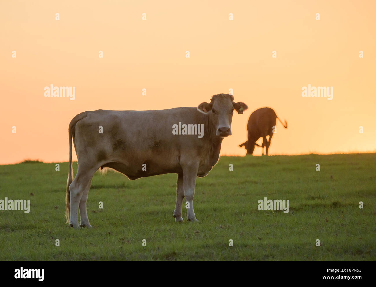 Bovins Angus contre l'horizon au coucher du soleil Banque D'Images