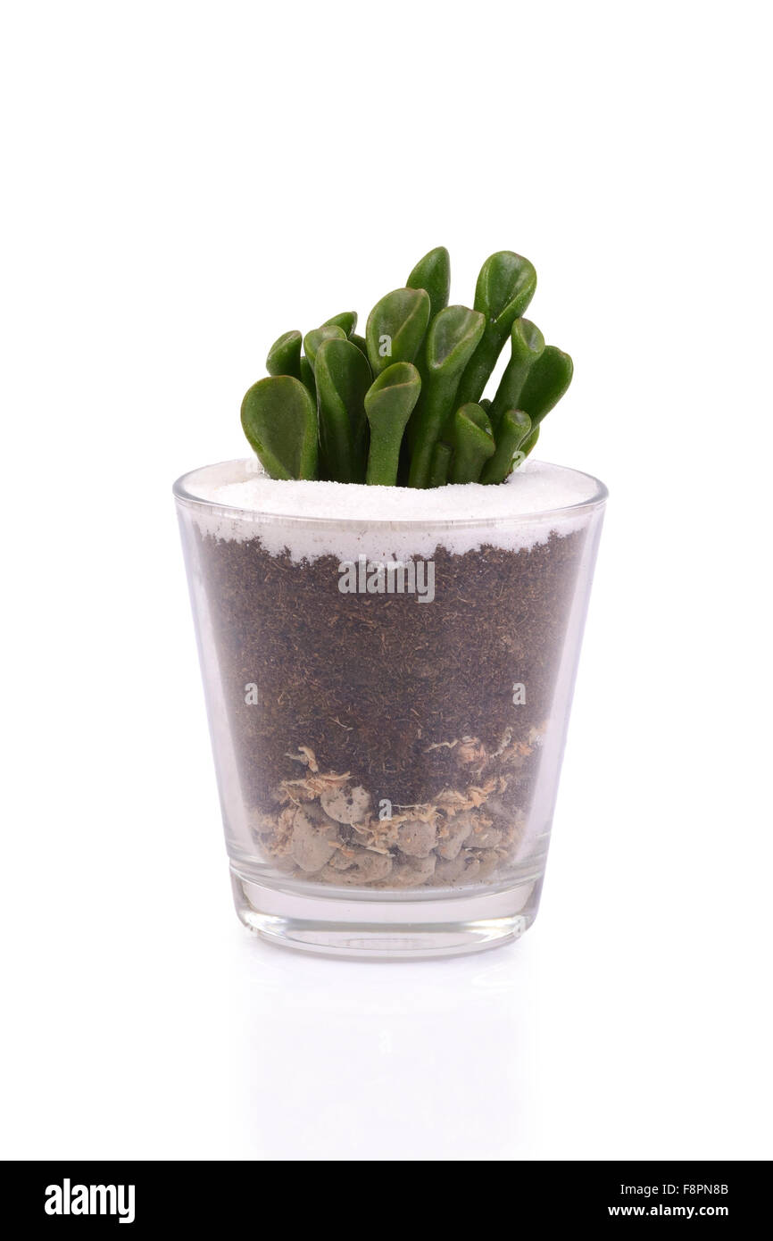 Petit cactus dans des contenants de verre sur fond blanc. Banque D'Images