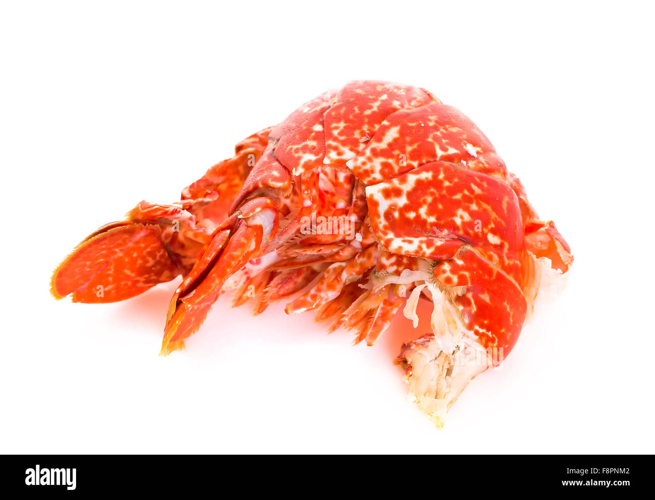 Queue d'un homard cuit européen isolé sur un fond blanc studio. Banque D'Images