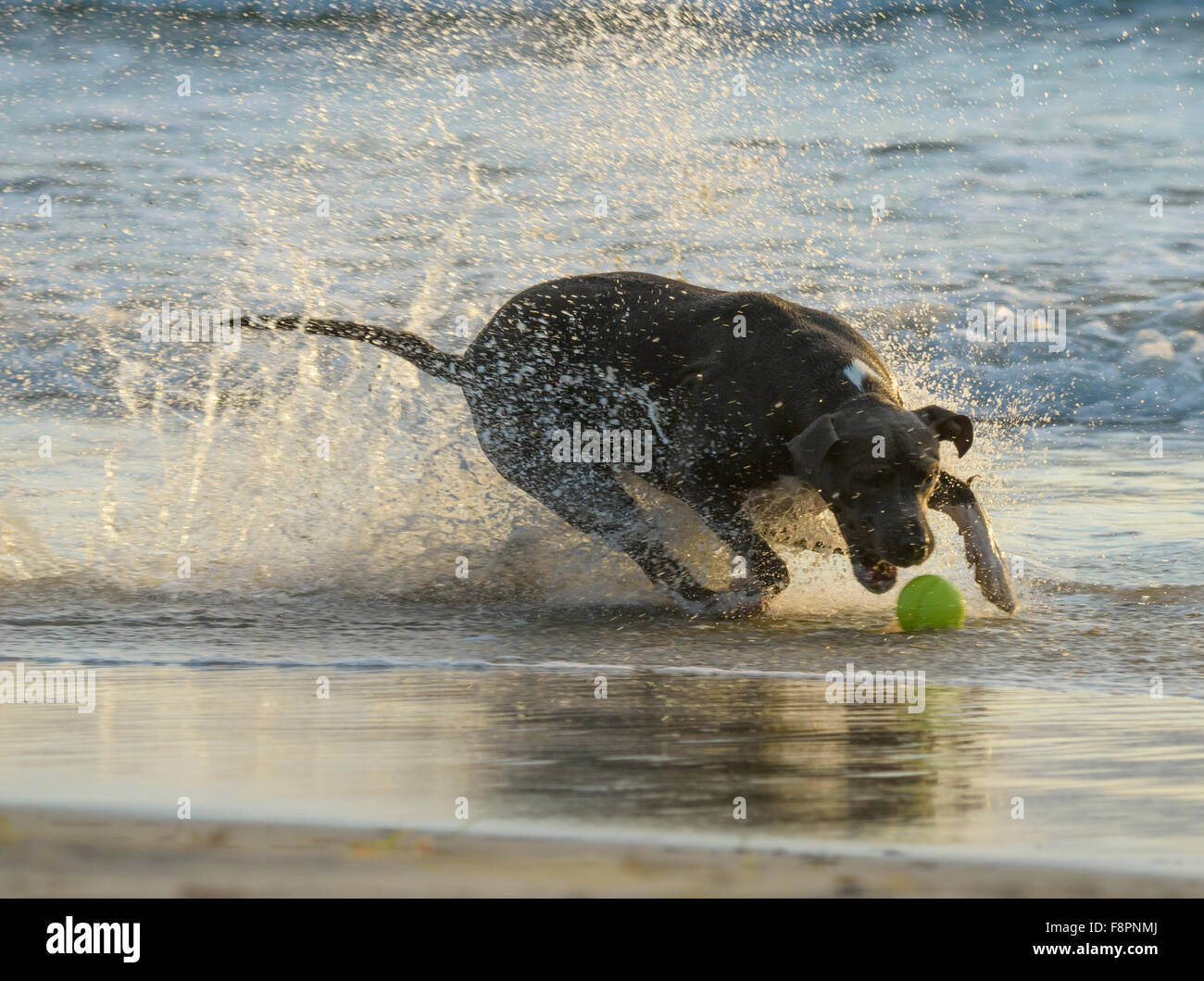 Les chiens jouer, courir et splash sur Ocean Beach, CA rivage Banque D'Images