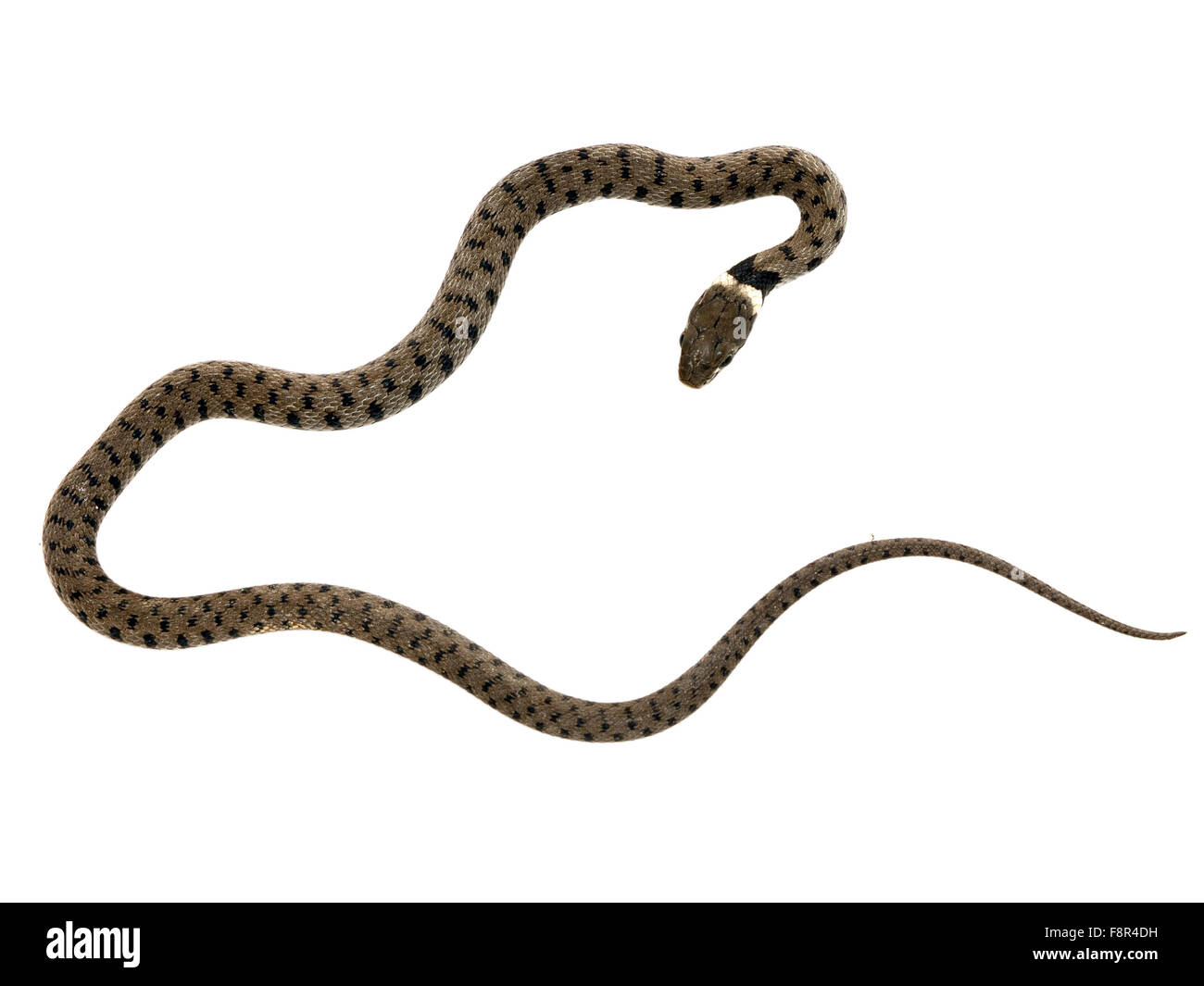 Petit serpent. Isolé sur blanc. Banque D'Images