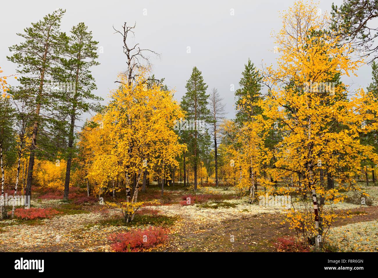 Paysage d'automne panoramique avec un marais Banque D'Images