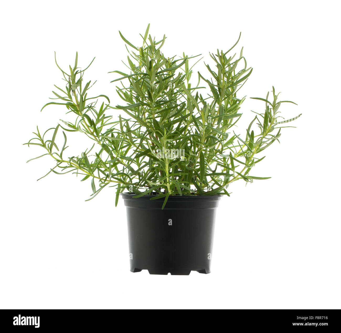 Rosemary plant isolé sur fond blanc Banque D'Images