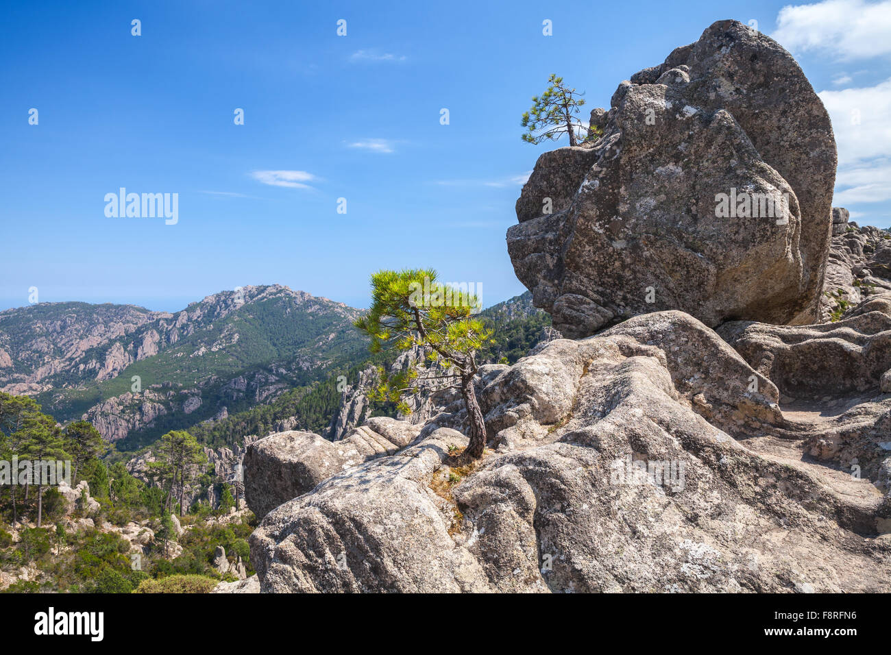 Montagne sauvage, les petits pins poussent sur les roches. La partie sud de la Corse, France Banque D'Images