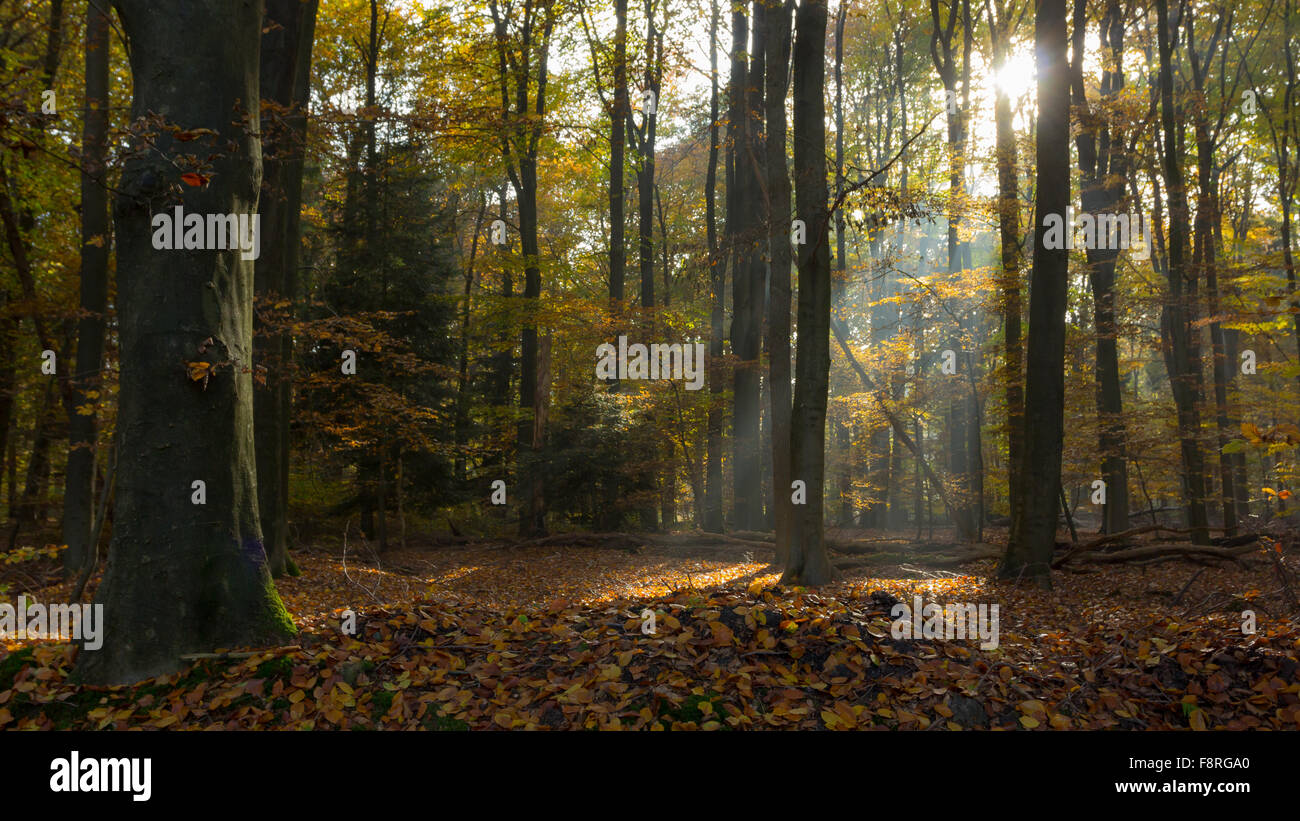 Paysage de forêt en automne, Overijssel, Pays-Bas Banque D'Images