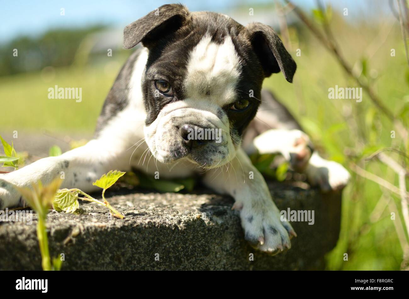 Boston terrier mix pug chiot gisant dans jardin Banque D'Images